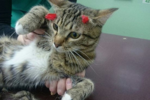 Первуралийска котка, която се качи на главата на два изстрела от арбалета, оцеля